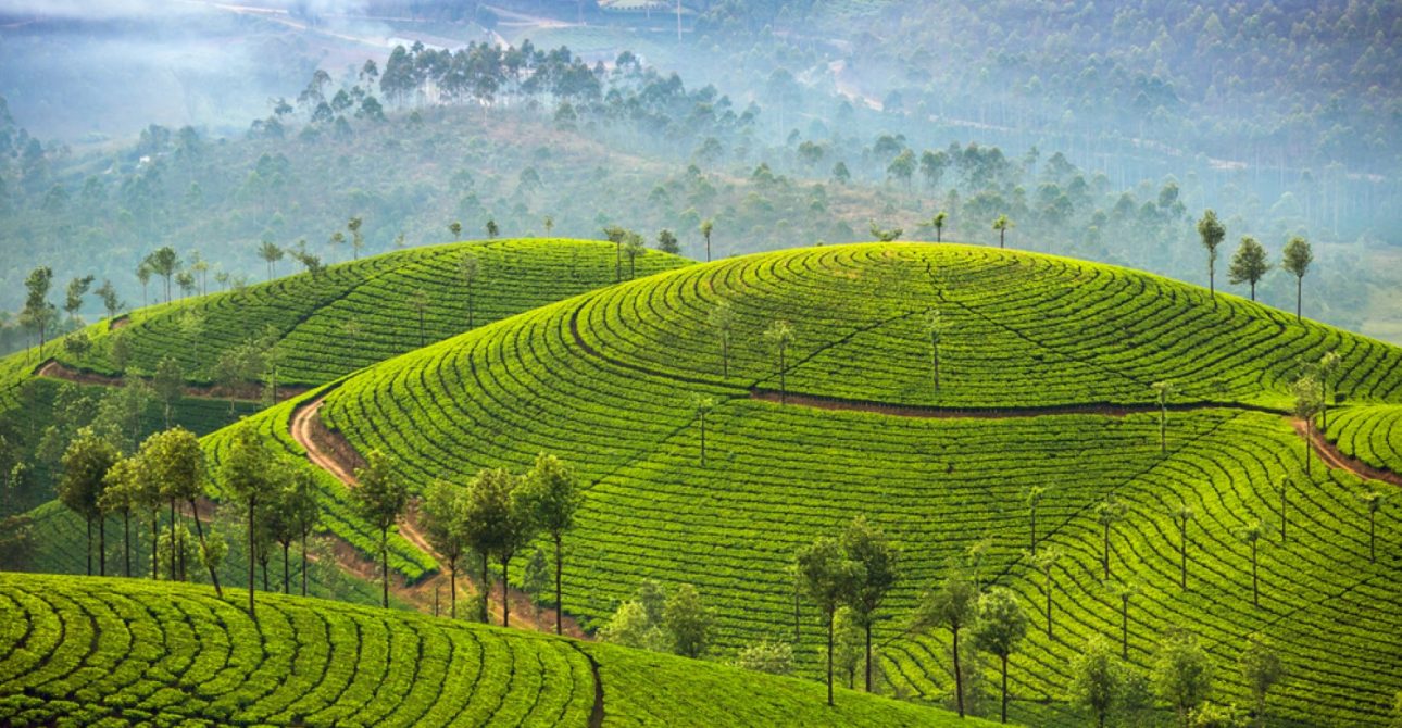 “Discover Kerala: A 7-Day Journey Through Tea Gardens, Spice Plantations, and Backwater Bliss – Your Ultimate Travel Guide to Must-Visit Destinations and Local Delicacies”