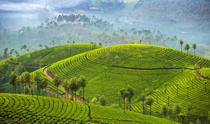 “Discover Kerala: A 7-Day Journey Through Tea Gardens, Spice Plantations, and Backwater Bliss – Your Ultimate Travel Guide to Must-Visit Destinations and Local Delicacies”