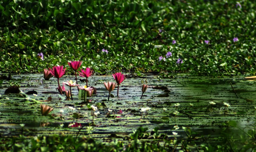 “Discover Kerala’s Hidden Gems: A Luxurious 3-Day Retreat from Waterfalls to Waterways”