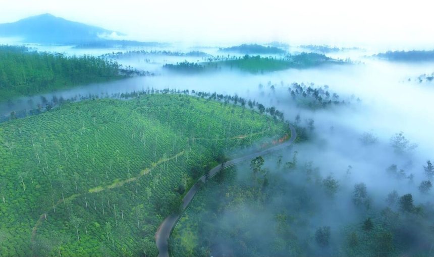 “Discover Kerala’s Allure: An 8-Day Journey Through Tea Plantations, Spice Gardens, and Enchanting Backwaters”