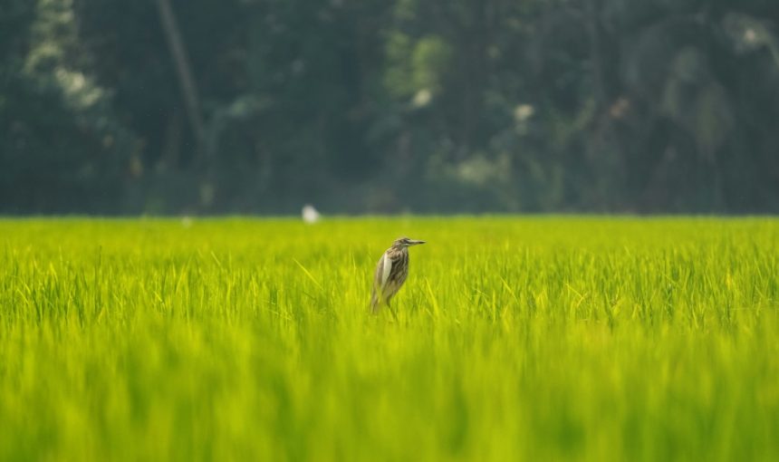 “Waterfall to Waterway: Your Ultimate 3-Day Luxury Retreat in Kerala – Explore Athirapilly’s Majestic Waterfalls and Kumarakom’s Serene Backwaters!”