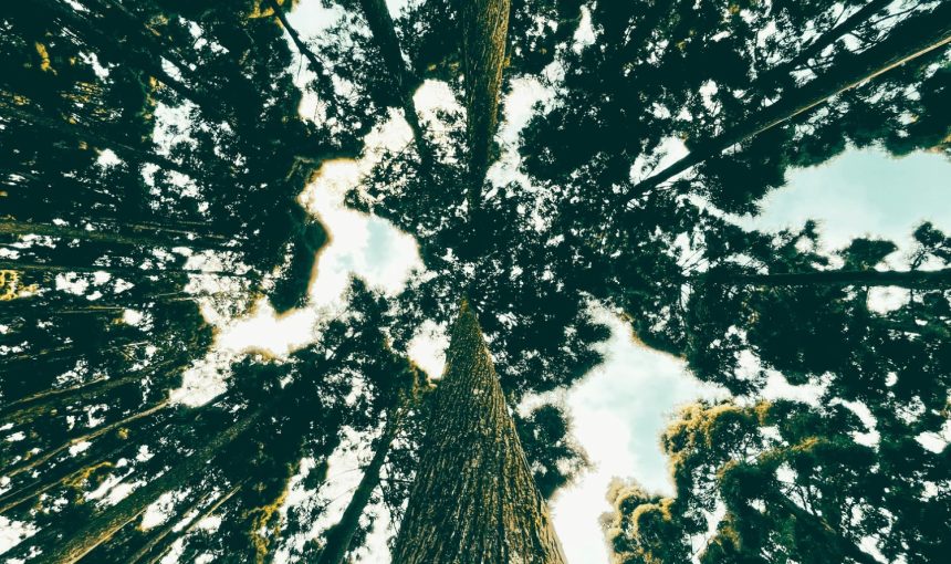 “Discover the Enchanting Himalayan Golden Triangle: A 5-Day Travel Guide to Darjeeling, Kalimpong, and Gangtok’s Must-Visit Places, Local Treasures, and Culinary Delights”