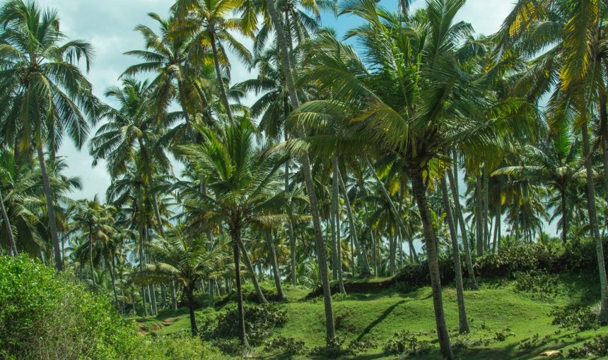 “Unveiling Romance: The Ultimate 4-Day Varkala Honeymoon Getaway – Beaches, Culture, and Adventure Await!”