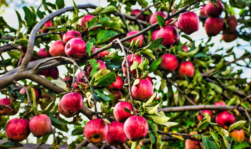 Error: Could not connect to ChatGPT API.