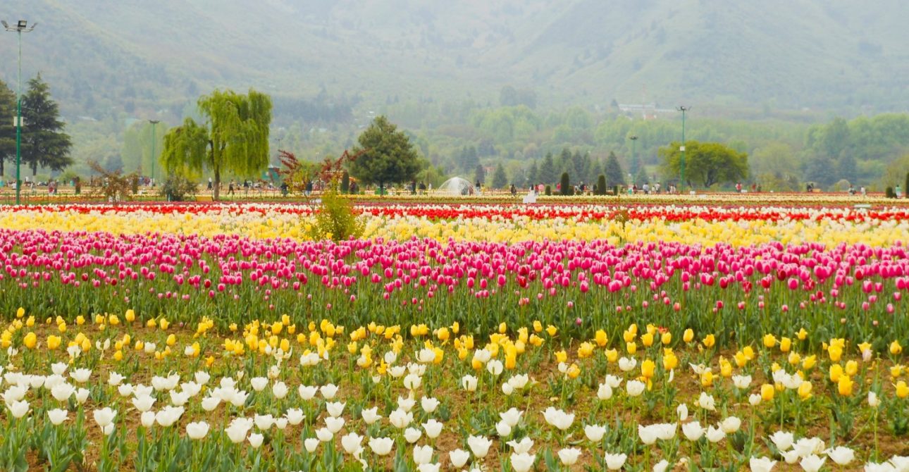 “Kashmir 5-Day Escape: Must-Visit Gems, Local Cuisine, and Unforgettable Adventures”