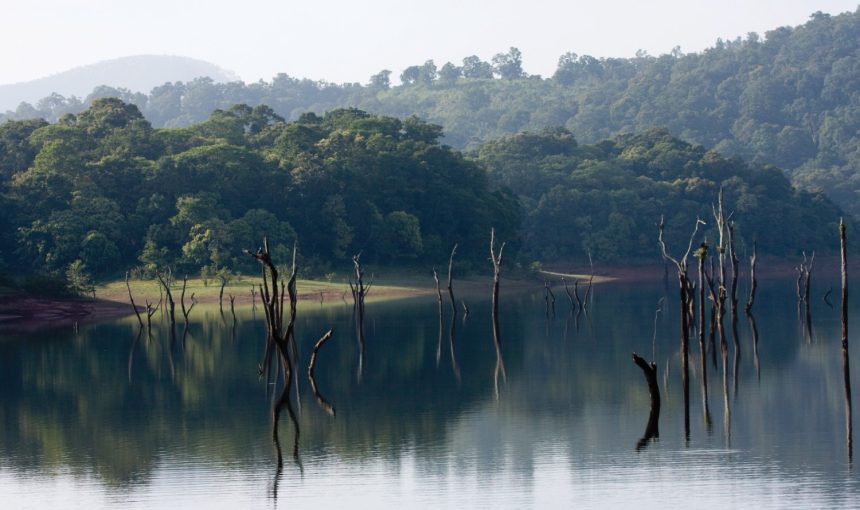 “Unveiling the Wonders of Kerala: A 5-Day Travel Adventure through Tea Gardens, Wildlife, and Backwaters in God’s Own Country”