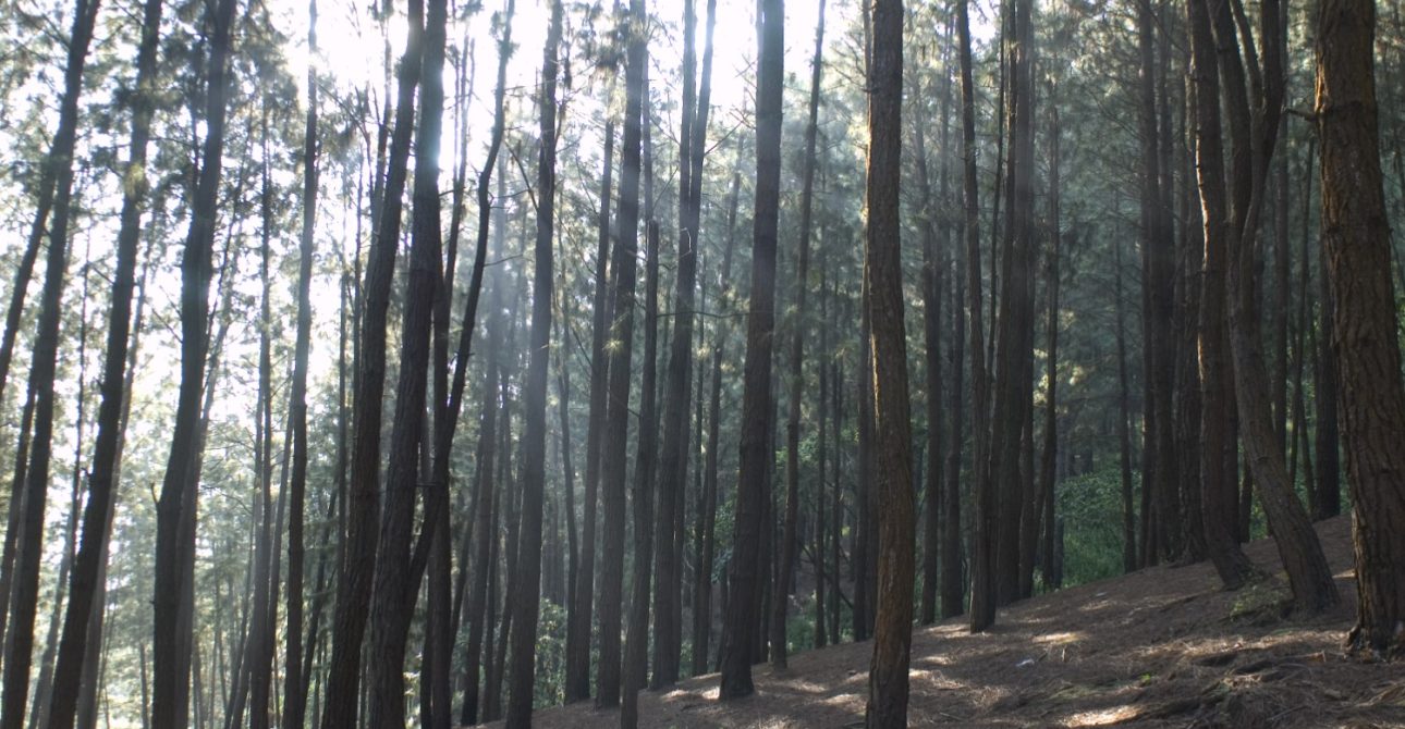 Error: Could not connect to ChatGPT API.