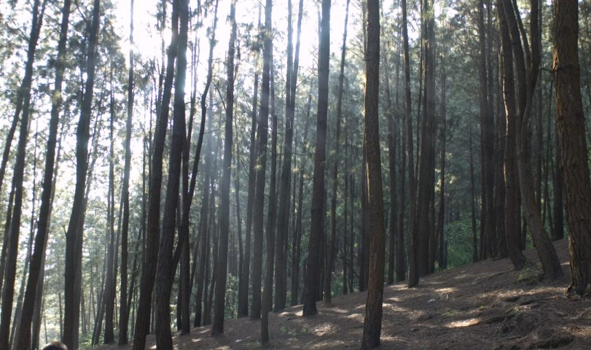 “Discover Kerala’s Hidden Gems: Glamping, Beachfront Luxury & Exquisite Local Cuisine on a 5-Day Adventure”